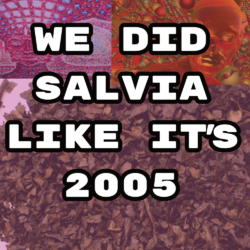 Salvia Party Like It’s 2005