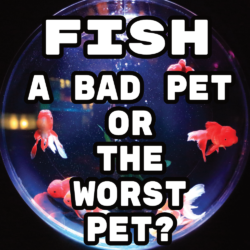 Fish Aren’t Pets!